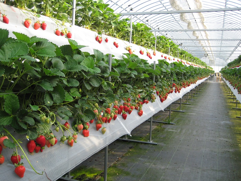 Da-Lat-Strawberry-farm