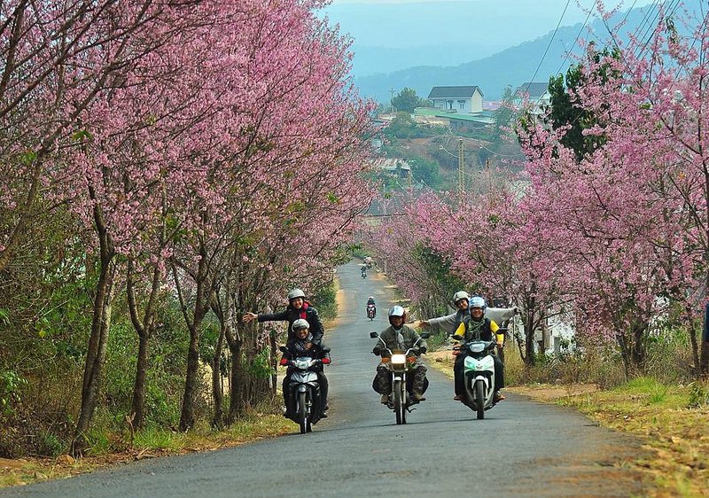 Riding-on-Da-Lat-blossom-road